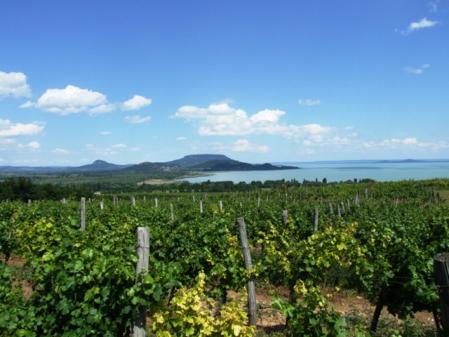 A balaton-felvidéki borászok legjobb nedűikkel jönnek